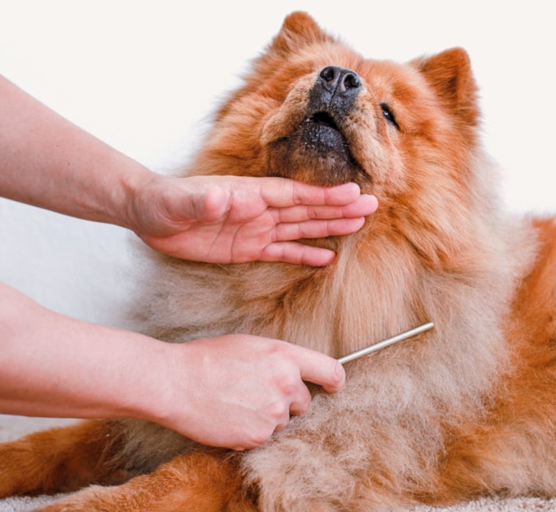 dog-grooming_19 Dog Grooming Madison Alabama 35758